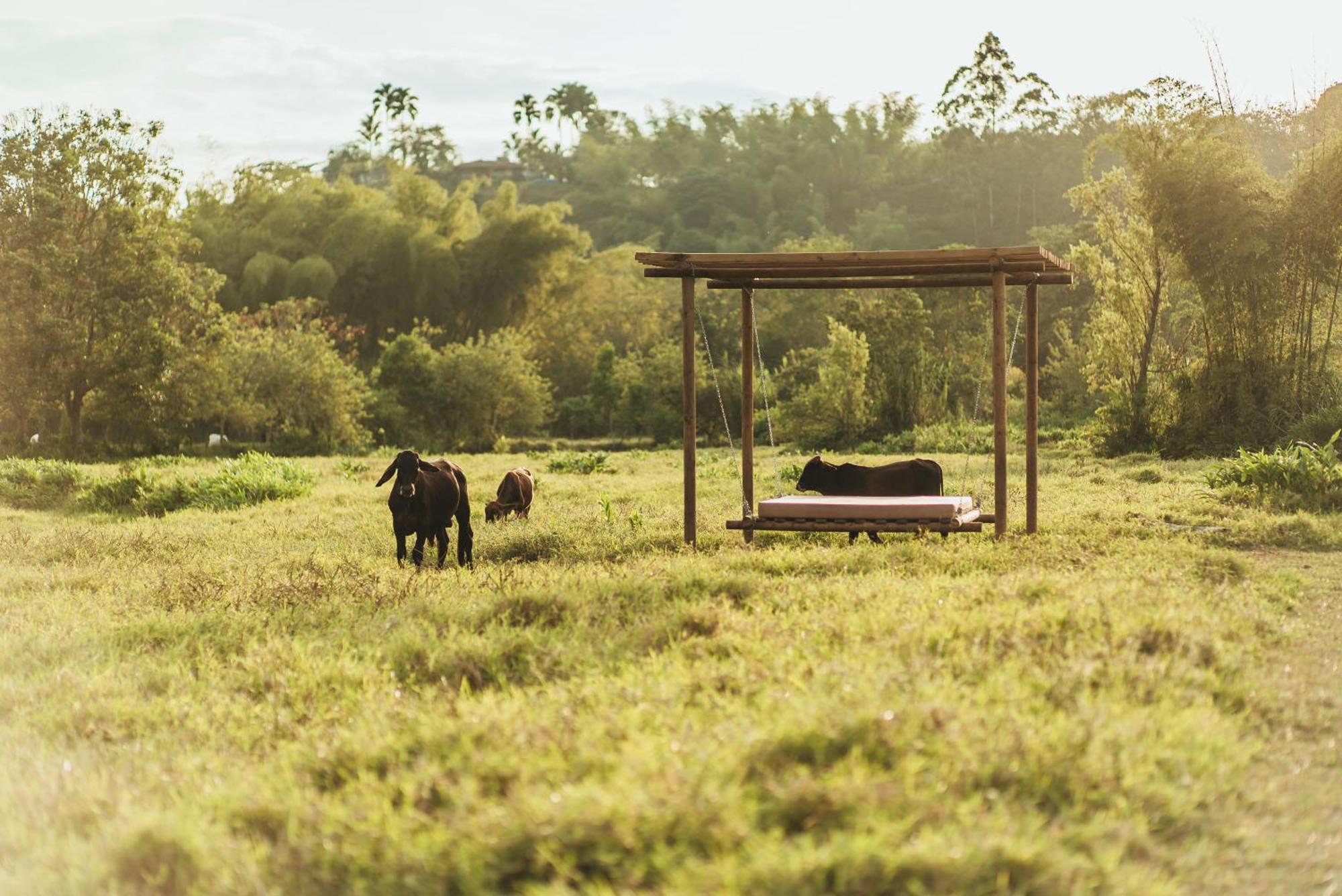 מלון Calarcá Glamping Entre Rios מראה חיצוני תמונה